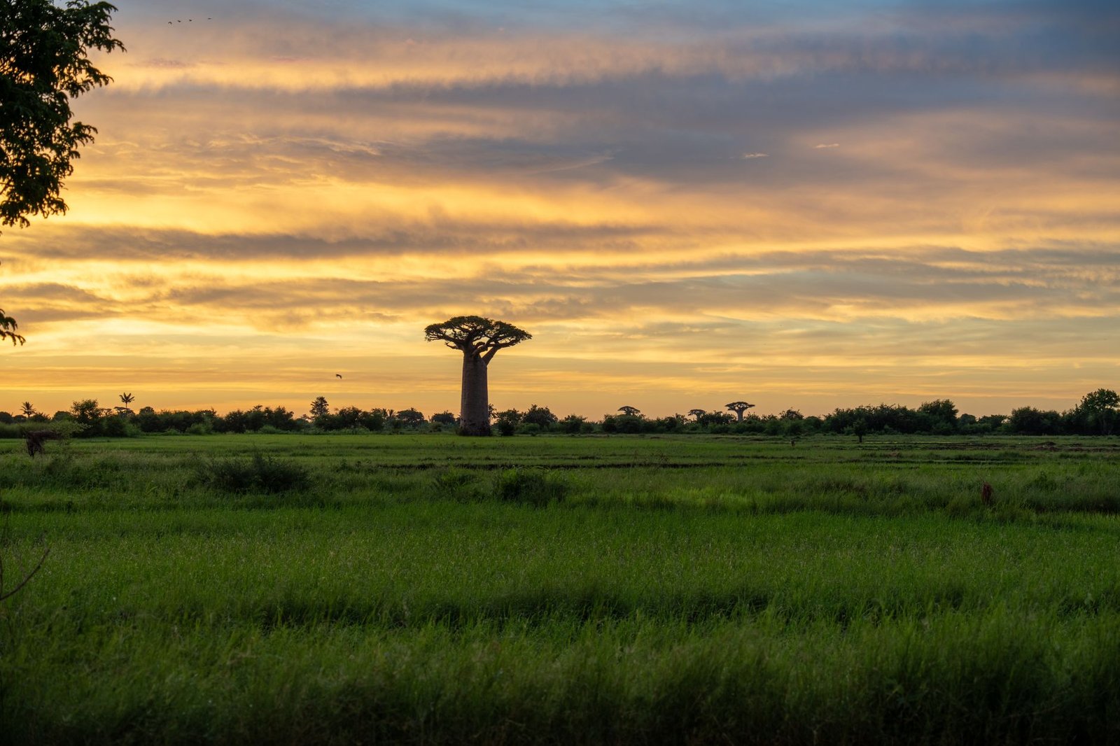 sunset over madagascar baobabs in vast landscape